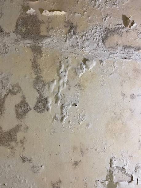Reliable Paris, AR Mold Removal Solutions