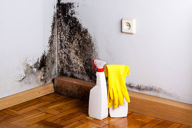 Best Office Mold Removal Services  in Pis, AR
