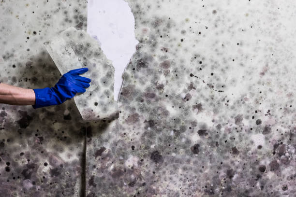 Best Local Mold Removal Service  in Pis, AR