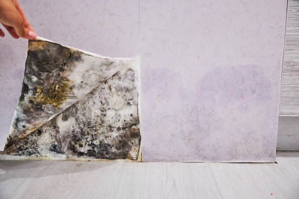 Best Professional Mold Removal  in Pis, AR
